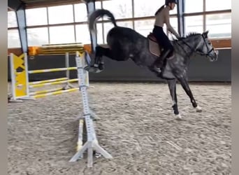 Oldenburg-International (OS), Gelding, 8 years, 16,1 hh, Gray