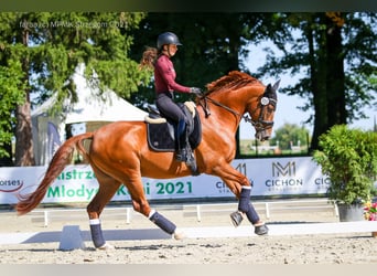 Oldenburg-International (OS), Gelding, 8 years, 16,2 hh, Chestnut-Red