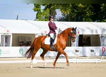 Oldenburg-International (OS), Gelding, 8 years, 16,2 hh, Chestnut-Red