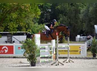 Oldenburger Springpferd, Wallach, 8 Jahre, 16,3 hh, Brauner