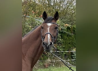 Oldenburger Springpferd, Wallach, 8 Jahre, 16,3 hh, Brauner