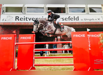 Oldenburg-International (OS), Gelding, 8 years, 16 hh, Gray