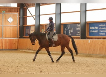 Oldenburg-International (OS), Gelding, 8 years, 18 hh, Brown