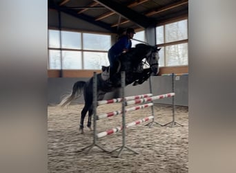 Oldenburg-International (OS), Gelding, 9 years, 16,1 hh, Gray