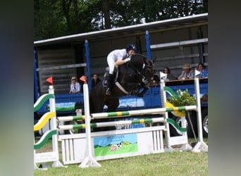 Oldenburg-International (OS), Hingst, 16 år, 168 cm, Rökfärgad svart