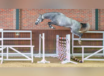 Oldenburg-International (OS), Hingst, 2 år, 161 cm, Grå