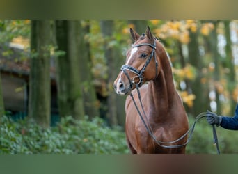 Oldenburg-International (OS), Hingst, 2 år, 163 cm, Kan vara vit