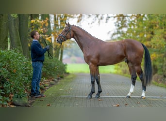 Oldenburg-International (OS), Hingst, 2 år, 163 cm, Kan vara vit