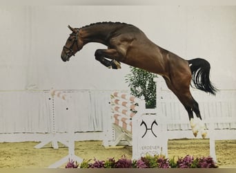 Oldenburg-International (OS), Hingst, 2 år, 173 cm, Mörkbrun