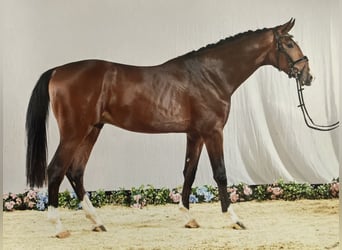 Oldenburg-International (OS), Hingst, 2 år, 173 cm, Mörkbrun