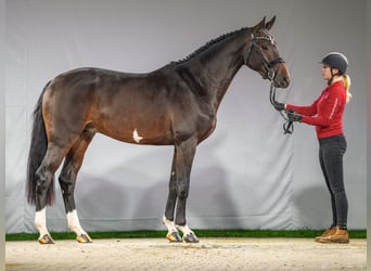 Oldenburg-International (OS), Hingst, 2 år, Brun