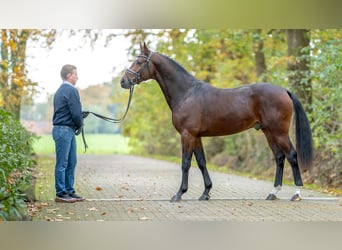 Oldenburg-International (OS), Hingst, 2 år, Brun