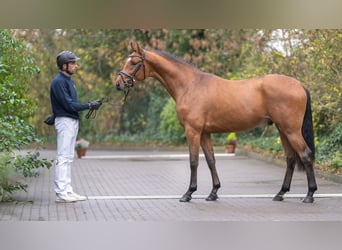 Oldenburg-International (OS), Hingst, 2 år, Brun