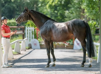 Oldenburg-International (OS), Hingst, 5 år, 166 cm, Rökfärgad svart