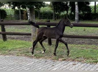 Oldenburg-International (OS), Hingst, Föl (06/2023), 170 cm, Grå