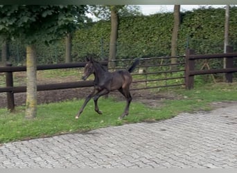 Oldenburg-International (OS), Hingst, Föl (06/2023), 170 cm, Grå