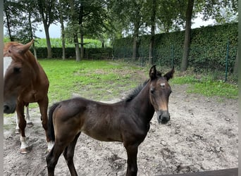 Oldenburg-International (OS), Hingst, Föl (06/2023), 170 cm, Grå