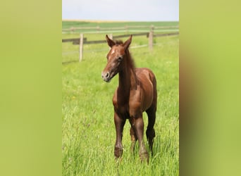 Oldenburg-International (OS), Hingst, Föl (05/2023), 170 cm, Kan vara vit
