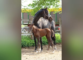 Oldenburg-International (OS), Hingst, Föl (05/2023), 170 cm, Kan vara vit