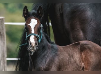 Oldenburg-International (OS), Hingst, Föl (05/2024), 170 cm, Kan vara vit