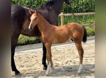 Oldenburg-International (OS), Hingst, Föl (06/2024), Brun