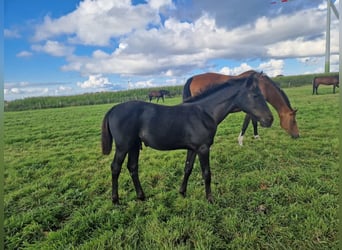 Oldenburg-International (OS), Hingst, Föl (04/2023), Kan vara vit