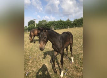 Oldenburg-International (OS), Hingst, Föl (04/2024), Rökfärgad svart