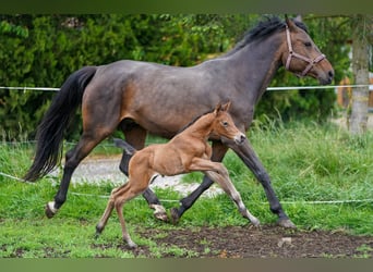 Oldenburg-International (OS), Mare, 10 years, 16,2 hh, Brown