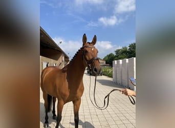 Oldenburg-International (OS), Mare, 10 years, 16,2 hh, Brown