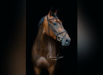 Oldenburg-International (OS), Mare, 10 years, 16,3 hh