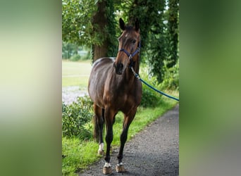 Oldenburg-International (OS), Mare, 10 years, 16,3 hh