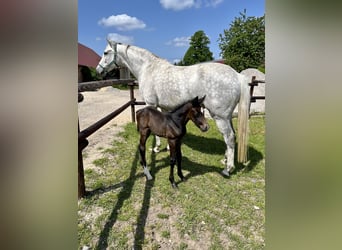 Oldenburg-International (OS), Mare, 10 years, 16 hh, Gray