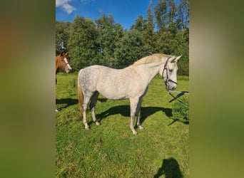 Oldenburg-International (OS), Mare, 10 years, 16 hh, Gray
