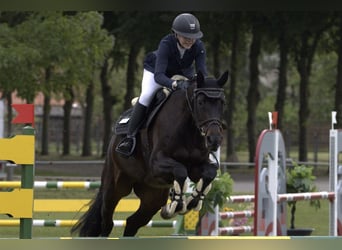 Oldenburg-International (OS), Mare, 10 years, 16 hh, Smoky-Black