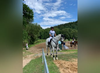 Oldenburg-International (OS), Mare, 11 years, 16,1 hh, Gray