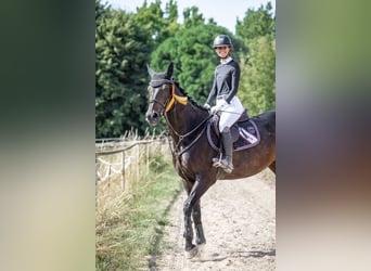 Oldenburg-International (OS), Mare, 11 years, 16.2 hh, Bay-Dark