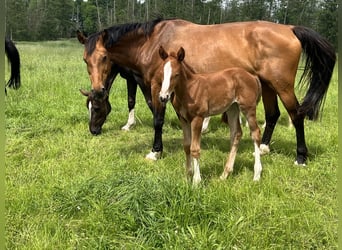 Oldenburg-International (OS), Mare, 11 years, 17 hh, Bay-Dark