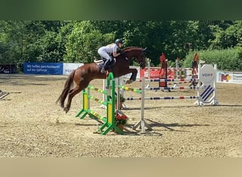 Oldenburg-International (OS), Mare, 11 years, 17 hh, Chestnut