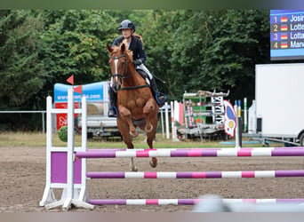 Oldenburg-International (OS), Mare, 12 years, 16,1 hh, Chestnut-Red