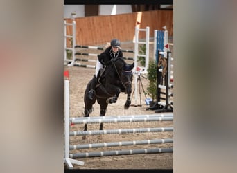 Oldenburg-International (OS), Mare, 12 years, 16 hh, Black