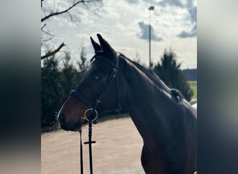 Oldenburg-International (OS), Mare, 12 years, 16 hh, Smoky-Black