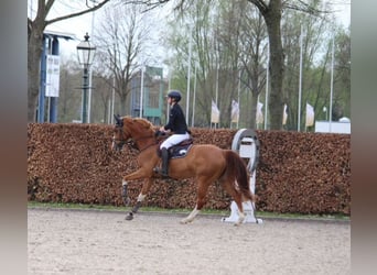 Oldenburg-International (OS), Mare, 12 years