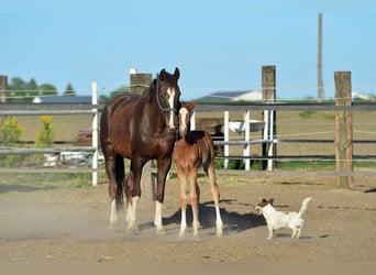 Oldenburg-International (OS), Mare, 13 years, 16 hh, Chestnut