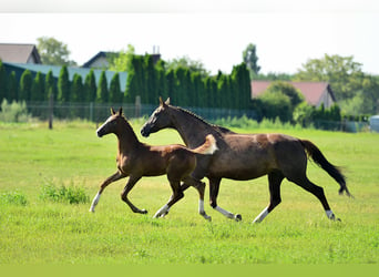 Oldenburg-International (OS), Mare, 13 years, 16 hh, Chestnut