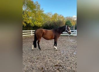 Oldenburg-International (OS), Mare, 14 years, 15,1 hh, Brown