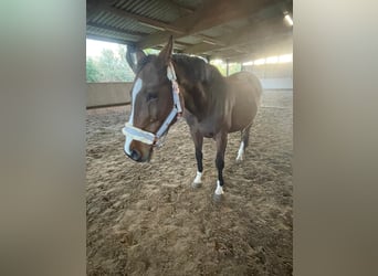 Oldenburg-International (OS), Mare, 14 years, 15,1 hh, Brown