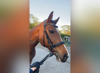 Oldenburg-International (OS), Mare, 14 years, 15,1 hh, Brown