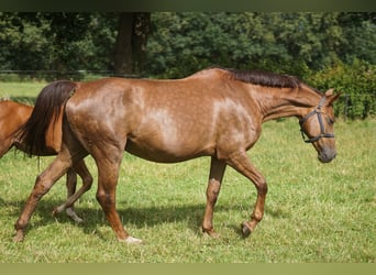 Oldenburger Springpferd, Stute, 14 Jahre, 16,2 hh, Dunkelfuchs