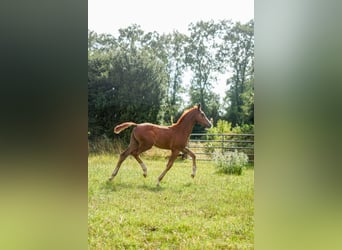 Oldenburger Springpferd, Stute, 14 Jahre, 16,2 hh, Dunkelfuchs