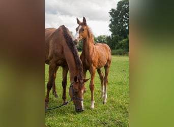 Oldenburger Springpferd, Stute, 14 Jahre, 16,2 hh, Dunkelfuchs